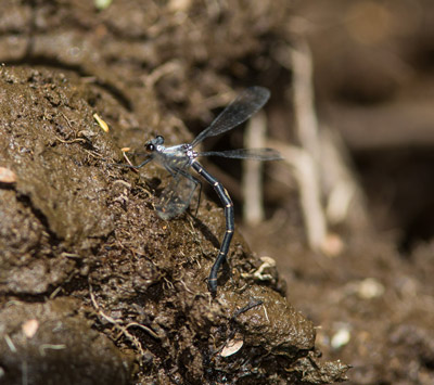 Austroargiolestes christine